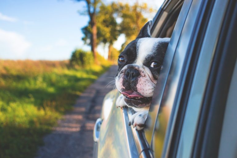 Dog Poop Pickup in Plymouth Michigan